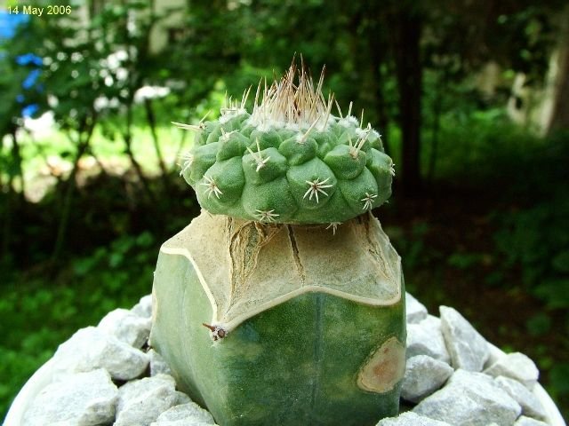 Strombocactus _disciformis_ ssp.esperanzae _02